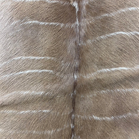 Gorgeous Kudu Skin (one small rub/Tail is 13") Size: 58x45" F-012