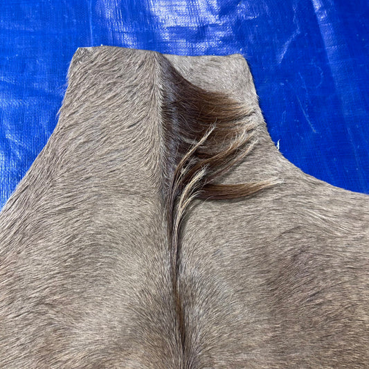 Gorgeous Kudu Skin (one small rub/Tail is 13") Size: 58x45" F-012