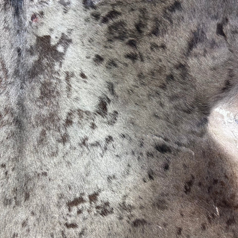 Blue Wildebeest Skin (Tail is 14") Size: 60x54" F-013