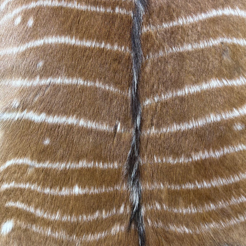 Nyala Skin (Tail is 8") Size: 35x33" F-014
