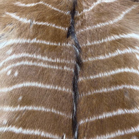 Nyala Skin (Tail is 8") Size: 35x33" F-014