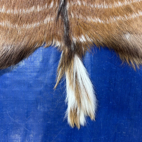 Nyala Skin (Tail is 8") Size: 35x33" F-014