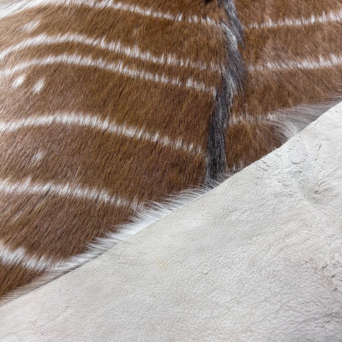 Nyala Skin (Tail is 8") Size: 35x33" F-014