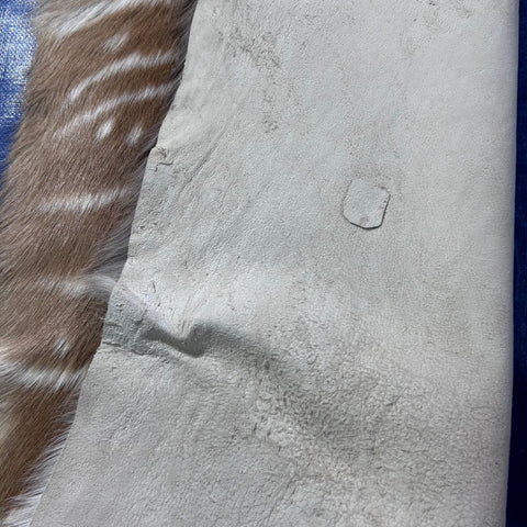 Nyala Skin (Tail is 8") Size: 35x33" F-014