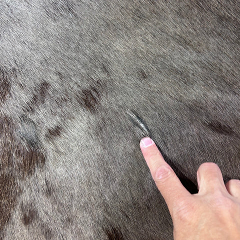 Blue Wildebeest Skin (Tail is 17") Size: 53x52" F-015