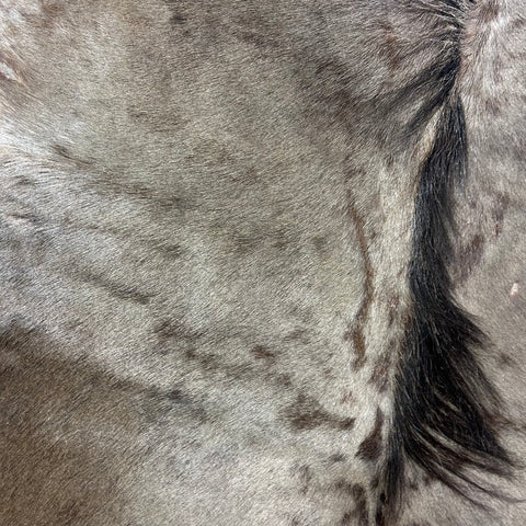 Blue Wildebeest Skin (Tail is 17") Size: 53x52" F-015
