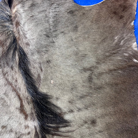 Blue Wildebeest Skin (Tail is 17") Size: 53x52" F-015