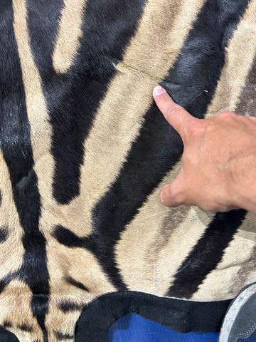 Real Zebra Skin Rug Hide # 17 (felted) HUGE Size: 8.3 X 7 feet -FREE PILLOW CASE