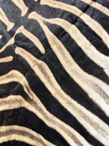 Real Zebra Skin Rug Hide # 17 (felted) HUGE Size: 8.3 X 7 feet -FREE PILLOW CASE