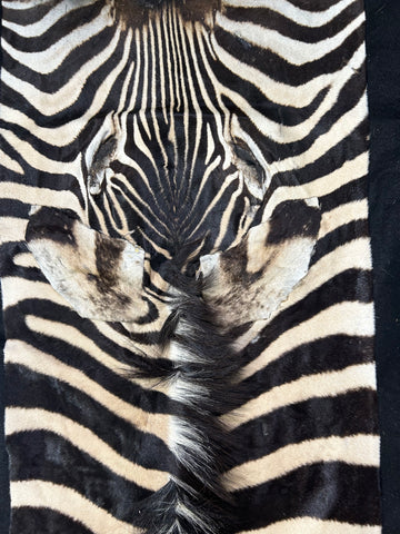 Real Zebra Skin Rug Hide # 17 (felted) HUGE Size: 8.3 X 7 feet -FREE PILLOW CASE