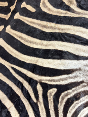 Real Zebra Skin Rug Hide # 17 (felted) HUGE Size: 8.3 X 7 feet -FREE PILLOW CASE