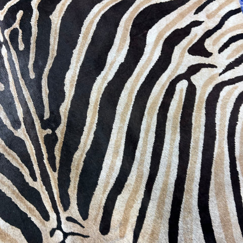 Genuine Zebra Print Cowhide Rug Size: 7x6 feet Z-290