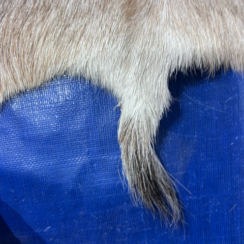 White Blesbok Skin Size: 42x34" F-016