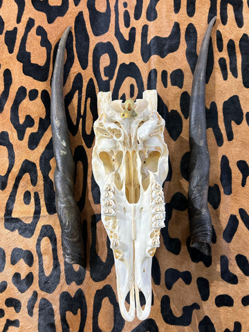 Eland Skull - Real African Antelope Horns and skull- African Eland Cranium - 25" Horns