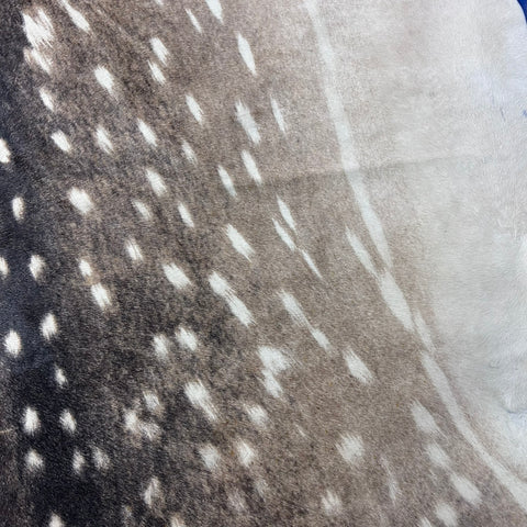 Axis Deer Skin Print Cowhide Rug Size: 7x7 feet Y-141
