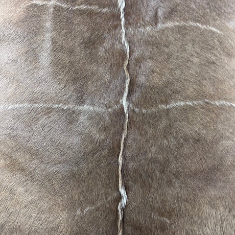 Gorgeous Kudu Skin (bald in neck/Tail is 11") - LARGE Size: 55x53" # F-021 - Real Greater Kudu Hide