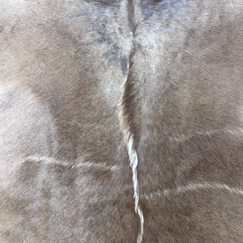 Gorgeous Kudu Skin (bald in neck/Tail is 11") - LARGE Size: 55x53" # F-021 - Real Greater Kudu Hide