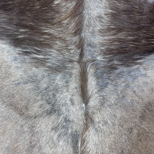 Gorgeous Kudu Skin (bald in neck/Tail is 11") - LARGE Size: 55x53" # F-021 - Real Greater Kudu Hide