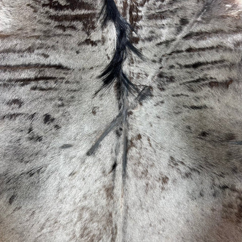 Blue Wildebeest Hide (26"tail) Stiff! Bald Line Down the Middle Size: 5x4 ft D-989
