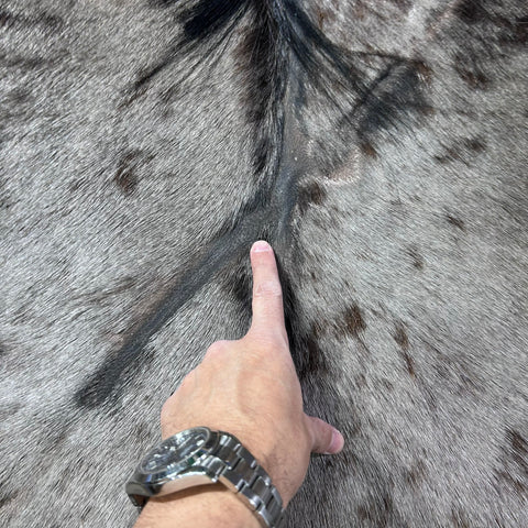 Blue Wildebeest Hide (26"tail) Stiff! Bald Line Down the Middle Size: 5x4 ft D-989