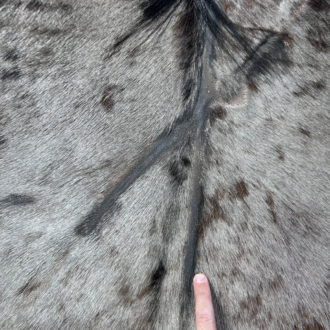 Blue Wildebeest Hide (26"tail) Stiff! Bald Line Down the Middle Size: 5x4 ft D-989