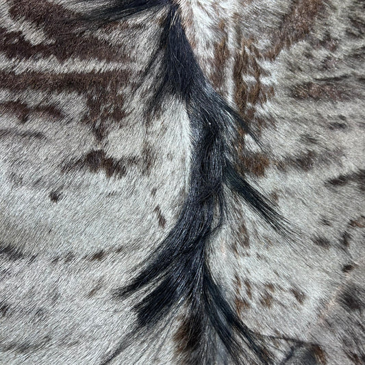 Blue Wildebeest Hide (26"tail) Stiff! Bald Line Down the Middle Size: 5x4 ft D-989