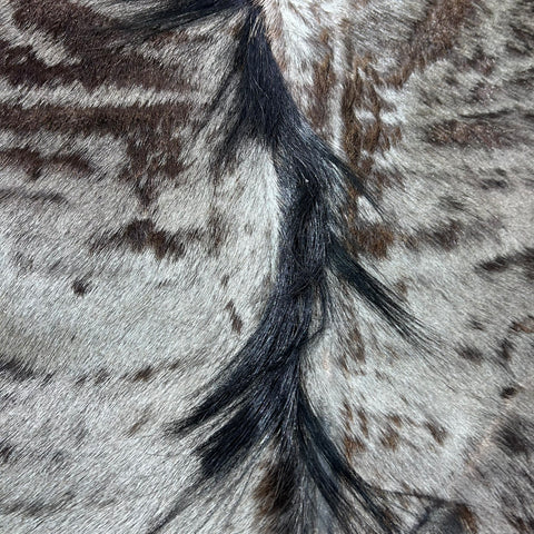 Blue Wildebeest Hide (26"tail) Stiff! Bald Line Down the Middle Size: 5x4 ft D-989