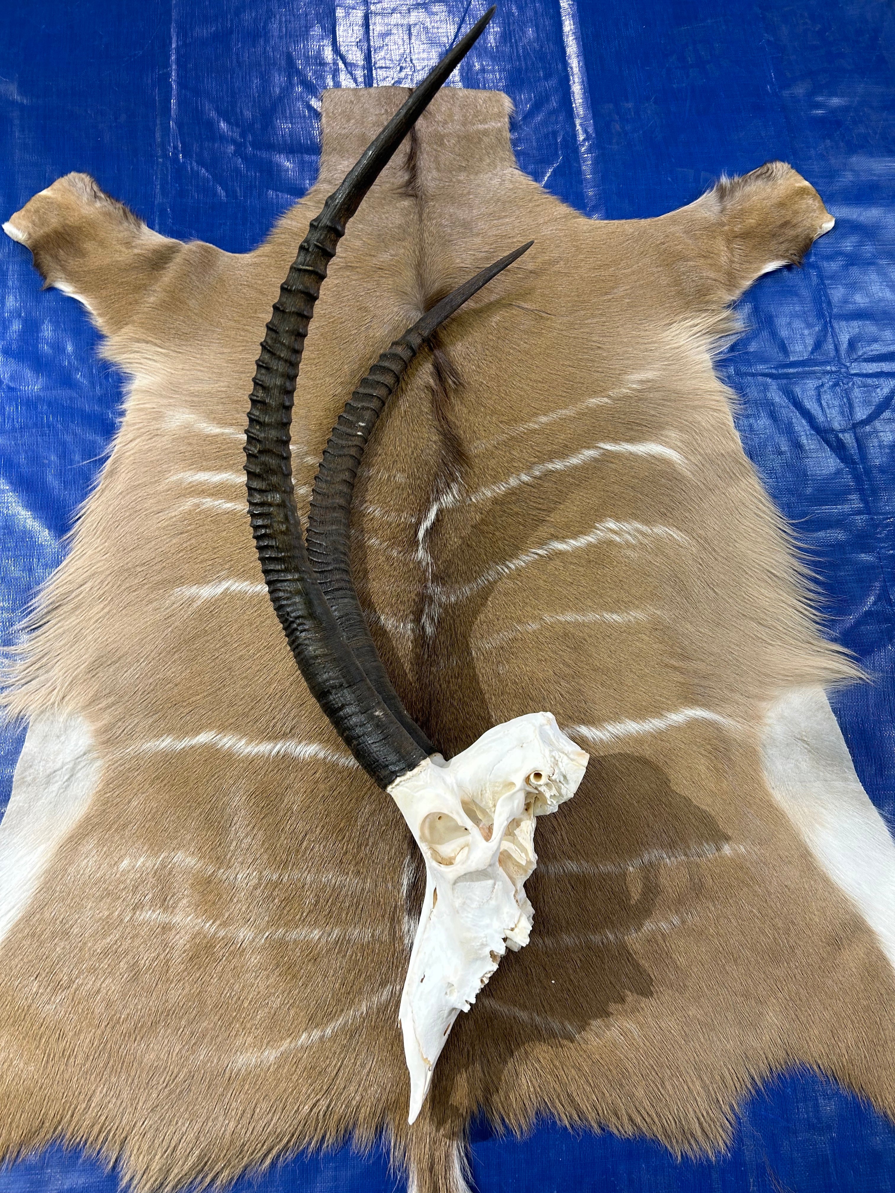 Giant Sable Skull 32 1/2"- Deer Skull - Real African Antelope Horns - African Sable Trophy Antelope Skull