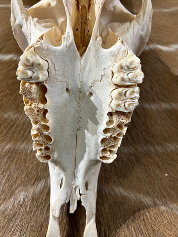 Giant Sable Skull 32 1/2"- Deer Skull - Real African Antelope Horns - African Sable Trophy Antelope Skull