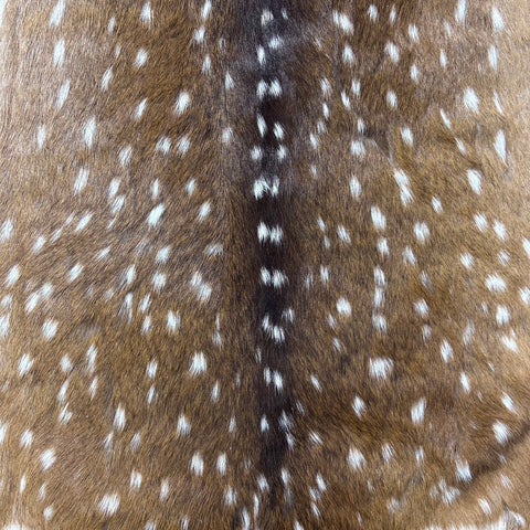 Top Grade Axis Deer Skin (1 little hole) Size: 38x32" Axis-767