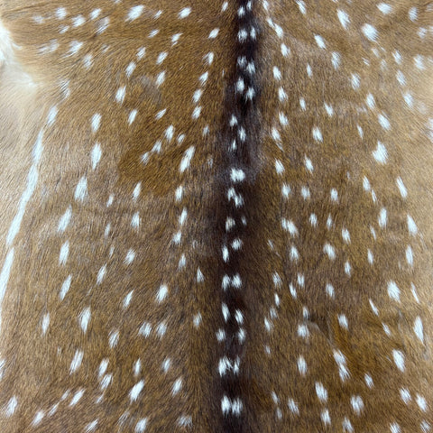 Top Grade Axis Deer Skin (1 little hole) Size: 38x32" Axis-767