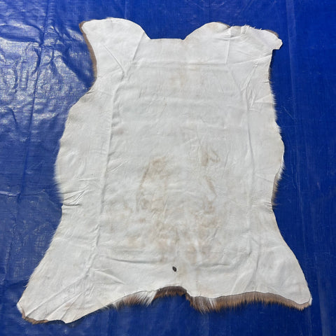 Top Grade Axis Deer Skin (1 little hole) Size: 38x32" Axis-767
