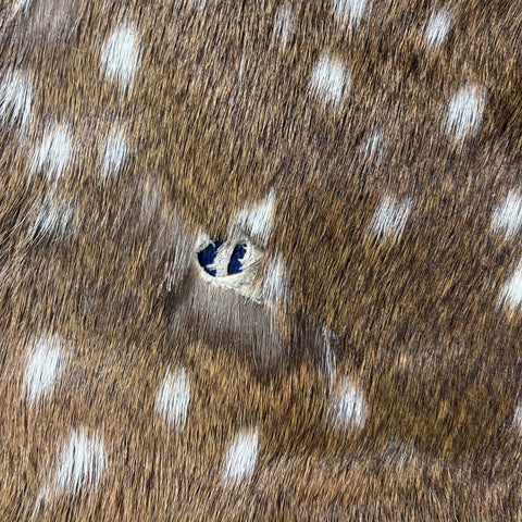 Rug Grade Axis Deer Skin (several holes) Size: 42x35" Axis-768