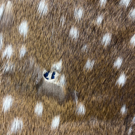Rug Grade Axis Deer Skin (several holes) Size: 42x35" Axis-768