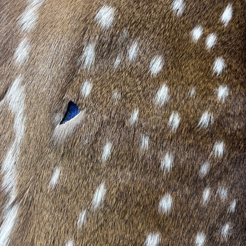 Rug Grade Axis Deer Skin (several holes) Size: 42x35" Axis-768