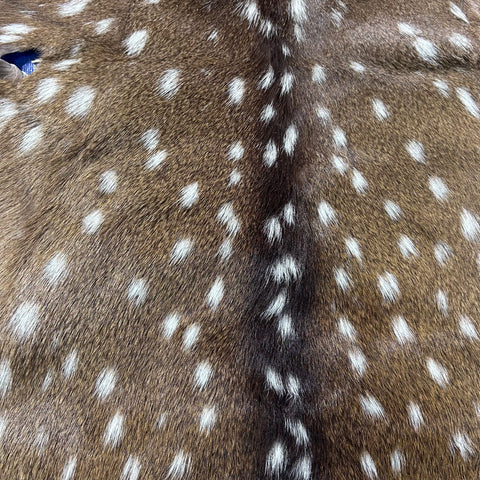 Rug Grade Axis Deer Skin (several holes) Size: 42x35" Axis-768