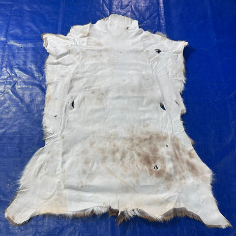 Rug Grade Axis Deer Skin (several holes) Size: 42x35" Axis-768