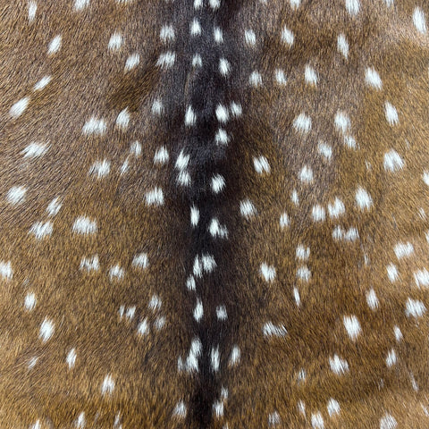 Top Grade Axis Deer Skin (1 little hole) Size: 41x36" Axis-769