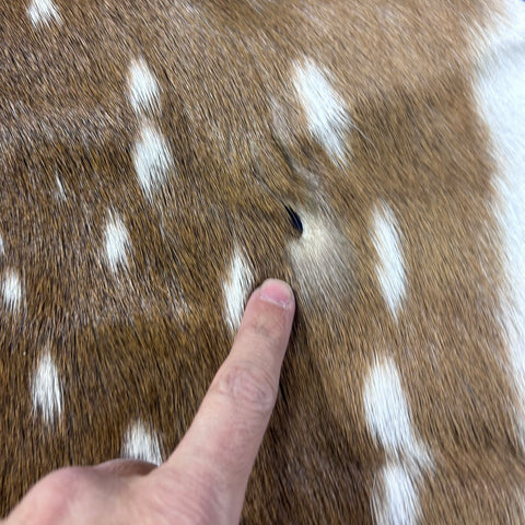 Top Grade Axis Deer Skin (1 little hole) Size: 41x36" Axis-769