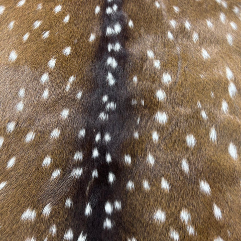 Top Grade Axis Deer Skin (1 little hole) Size: 41x36" Axis-769