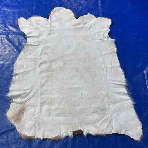 Top Grade Axis Deer Skin (1 little hole) Size: 41x36" Axis-769