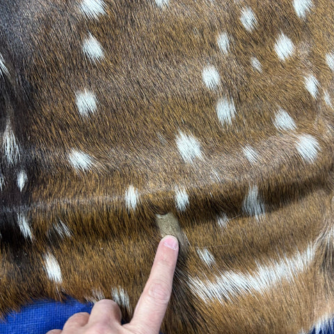 Rug Grade Axis Deer Skin (several holes) Size: 40x39" Axis-770