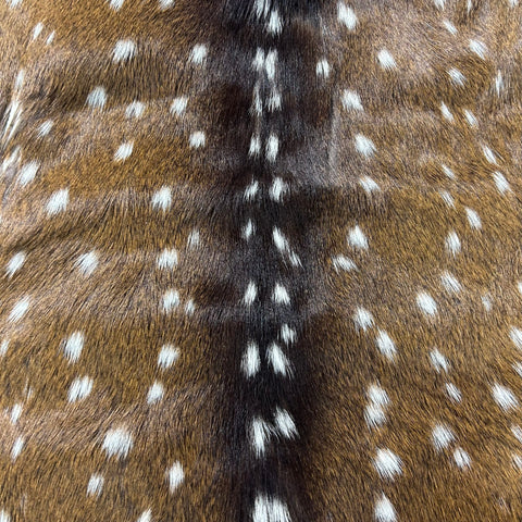 Rug Grade Axis Deer Skin (several holes) Size: 40x39" Axis-770