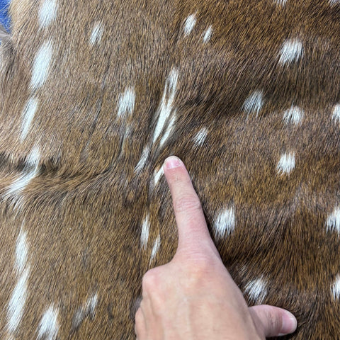 Rug Grade Axis Deer Skin (several holes) Size: 40x39" Axis-770