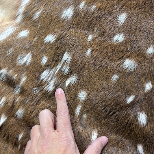 Rug Grade Axis Deer Skin (several holes) Size: 40x39" Axis-770