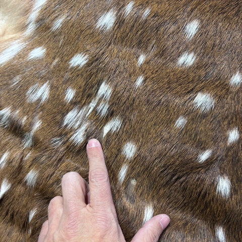 Rug Grade Axis Deer Skin (several holes) Size: 40x39" Axis-770