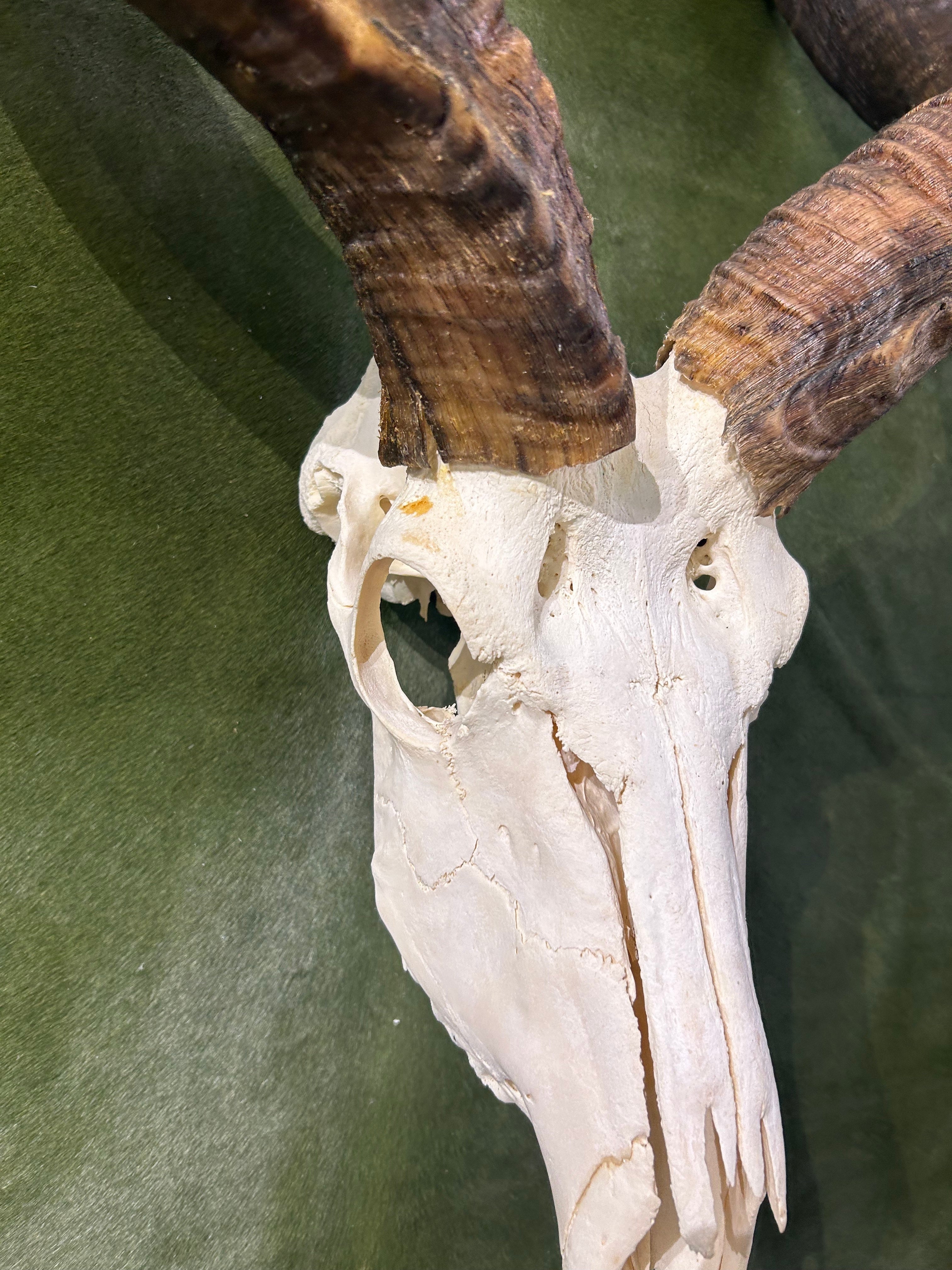 HUGE Real Kudu Skull - Real African Antelope Skull - Huge Horns (Horns are 55.5" and 55.3" around curls)