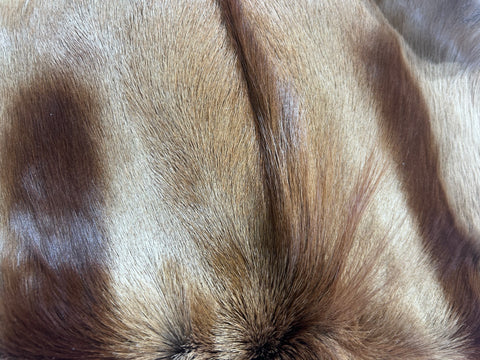 Copper Springbok Skin - Deer Leather Rug Deer skin for pillows, wallets, hand bags, deer floor rug Naturally Copper Springbok Hide