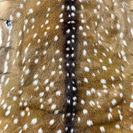 HUGE Axis Deer Skin (a couple of holes) Size: 51x49" Axis-780