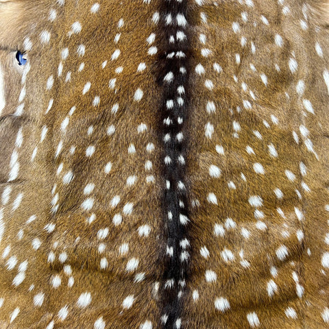 HUGE Axis Deer Skin (a couple of holes) Size: 51x49" Axis-780